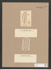 Surirella eximia Grev. (de-Toni-Nr.: Genus 53, Species 2289) Zeichnungen Sammlung Grunow Nr. 4738 (NHMW-BOT-W0372844)